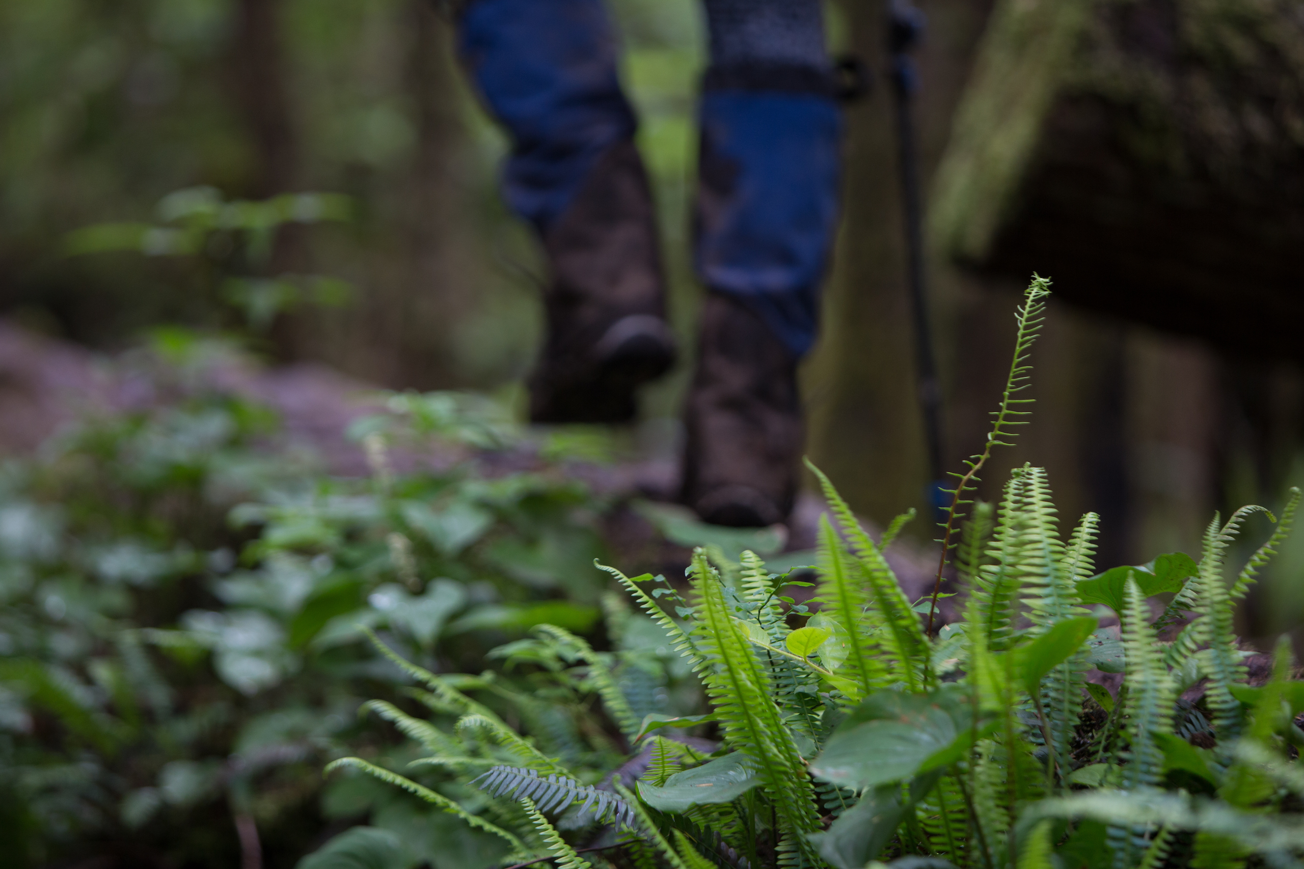 West Coast Trail Hiking Boots